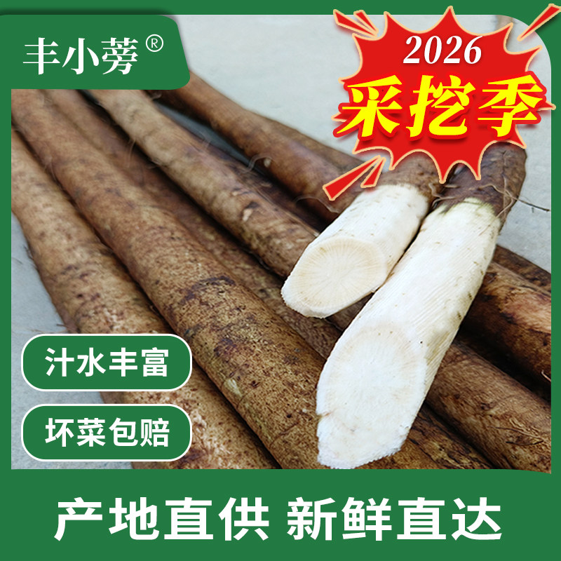 现挖牛蒡新鲜整根5斤优选兰陵苍山牛膀旁茶寿司料理紫菜包饭 原料