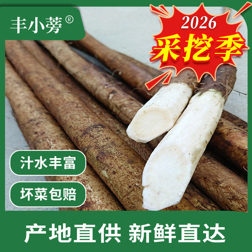 现挖牛蒡新鲜整根5斤优选兰陵苍山牛膀旁茶寿司料理紫菜包饭 原料