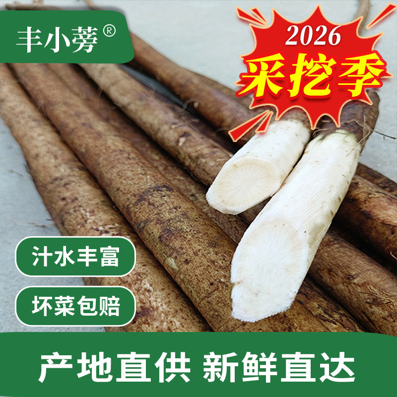 现挖牛蒡新鲜整根5斤优选兰陵苍山牛膀旁茶寿司料理紫菜包饭 原料
