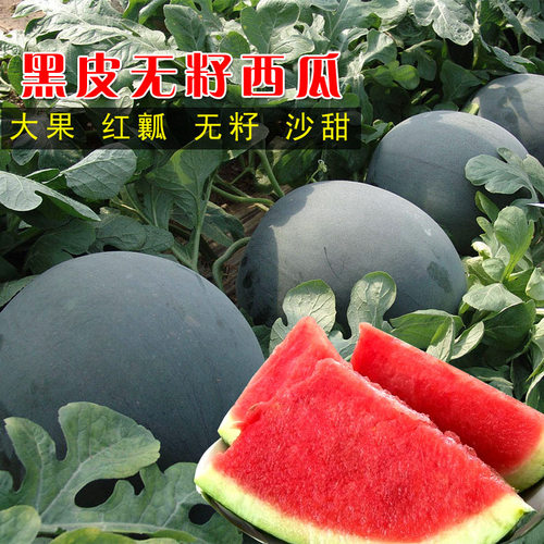 黑皮无籽西瓜种子籽盆栽春季可种夏季不打岔易管理种