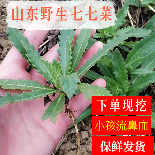 新鲜现挖野生带根小蓟萋萋菜七七菜刺儿菜小蓟草小孩流鼻血中药材