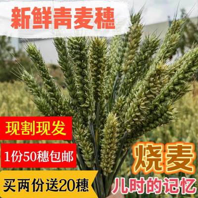 2023年新鲜麦穗烧烤谷子煮粥杂粮