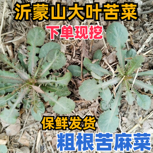 2斤装沂蒙山新鲜野生大叶苦菜带大粗跟苦碟子苦麻菜曲麻菜蘸酱菜