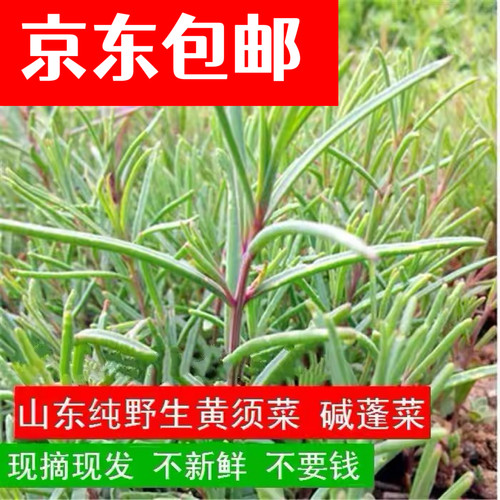 碱蓬野新鲜现摘菜新鲜现摘
