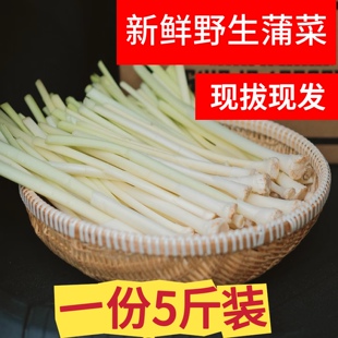 蒲菜新鲜野菜蒲草芯蒲儿菜蒲笋茭白时令野生蔬菜带皮发货山东特产