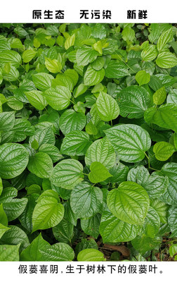 野菜海南食用新鲜假蒌哈喽蛤蒌