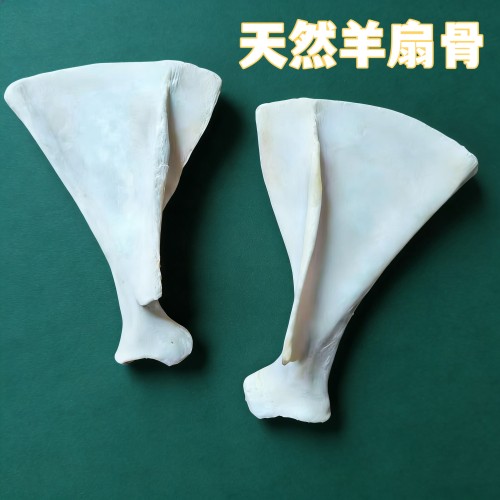 牛扇骨羊扇骨肩胛骨牛肋骨文教用品甲骨文雕刻diy兴趣培养