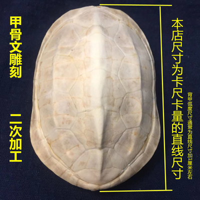 甲骨文龟壳雕刻天然专用学生描绘