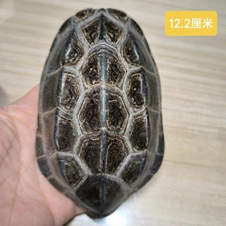 龟趣天然完整墨龟壳干净真乌龟壳龟甲家居桌面摆件中式纯手工饰品