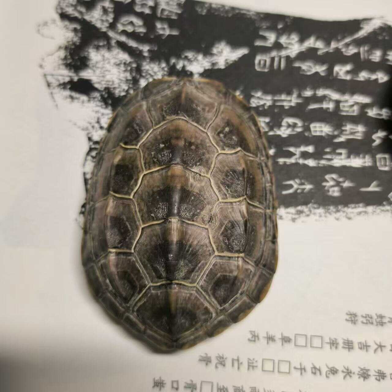 清仓价促销龟趣天然完整真乌龟壳富甲天下手把件挂件装饰微瑕链接