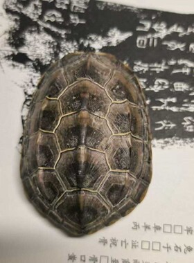 清仓价促销龟趣天然完整真乌龟壳富甲天下手把件挂件装饰微瑕链接