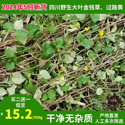 金钱草纯野生新货过路黄化石