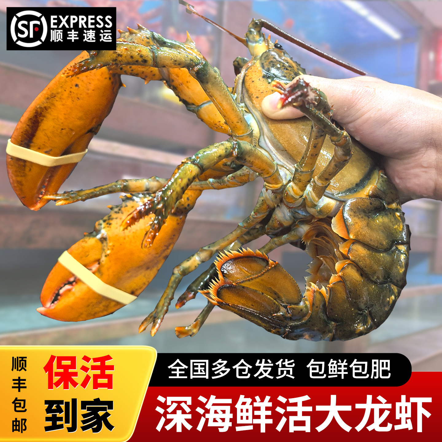 【保活到家】波士顿龙虾鲜活加拿大特大龙虾新鲜活虾包鲜顺丰包邮,水产肉类/新鲜蔬果/熟食,活虾,淘宝优惠券,粉丝福利购,淘宝优惠卷