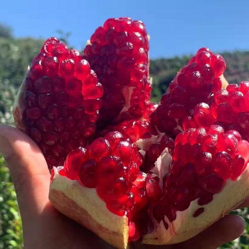 云南大理宾川突尼斯软籽石榴孕妇可食新鲜自家种植突尼斯软籽石榴