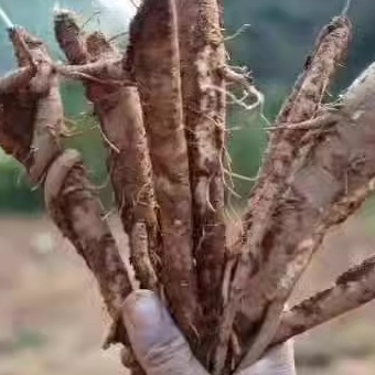 大凉山甜当归新鲜蔬菜党参现挖独角当归湿粉糯煲汤蔬菜2份起拍