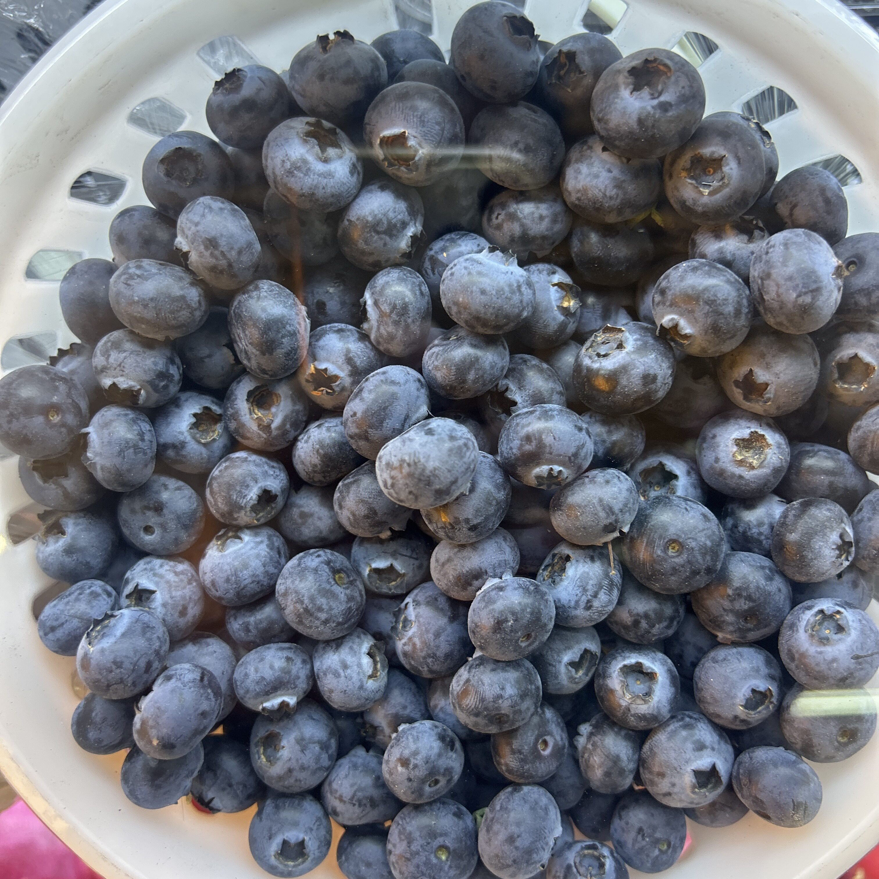 现摘花香蓝莓新鲜水果当季纯甜L25