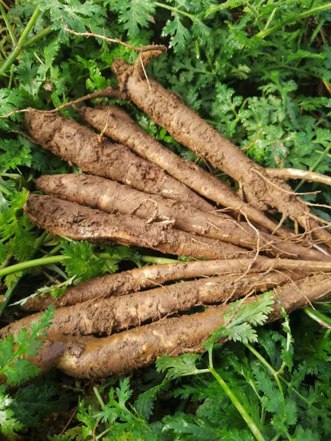 大凉山新鲜高原 甜当归新鲜党参现挖小当归湿粉糯煲汤蔬菜5斤包邮