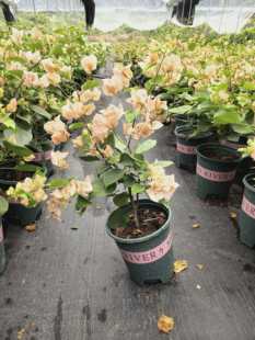 “芗妃”三角梅盆栽杏粉色花卉庭院阳台爬藤植物好养易活