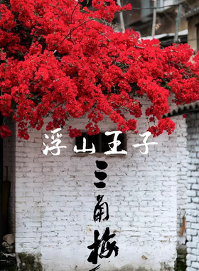 三角梅苗红樱绿樱广红樱卡亚塔金发女郎盆栽绿植庭院阳台开花植物