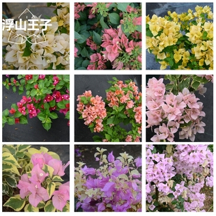 【浮山王子】三角梅植物花草品种盆栽大苗浅黄不甜日落苹果苏瓦娜