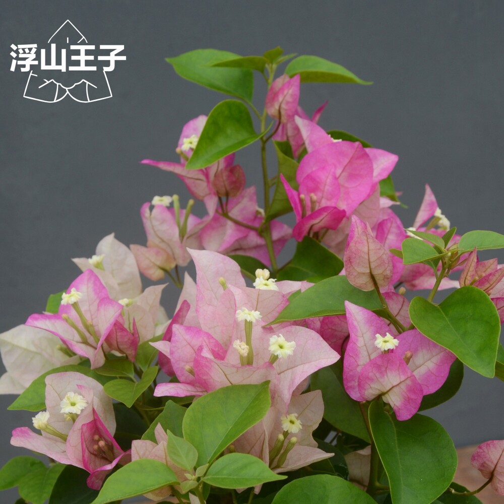 浮山王子三角梅台湾小画报末代皇后盆栽爬藤好养四季开花