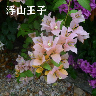 浮山王子三角梅品种苗金发女郎含盆喜阳爬藤橙粉色花阳台庭院植物