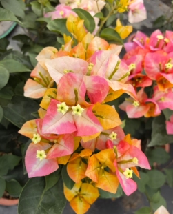 “凤凰”三角梅盆栽复色花卉庭院阳台爬藤植物好养易活
