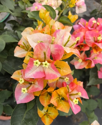 “凤凰”三角梅盆栽复色花卉庭院阳台爬藤植物好养易活