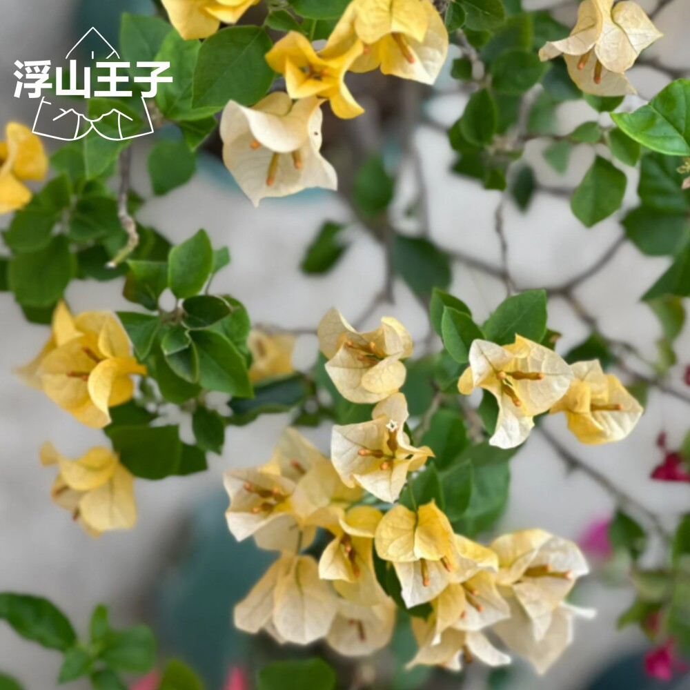 浮山王子三角梅浅黄（花苞微卷曲）盆栽爬藤好养四季开花 - 实物图