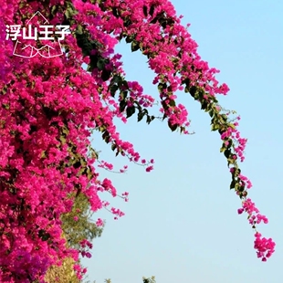 浮山王子同安红三角梅四季红盆栽爬藤四季开花好养易活水红