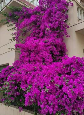 浮山王子三角梅品种苗安格斯含盆喜阳爬藤紫色开花阳台庭院植物