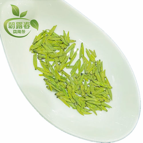 陇南明前43号春茶头采