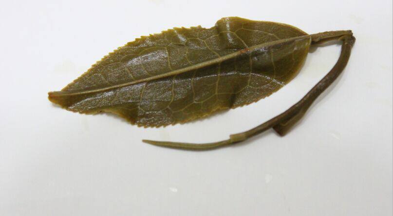 新品云南高端生普2017早春老曼峨古树苦茶200克 超大树龄包邮