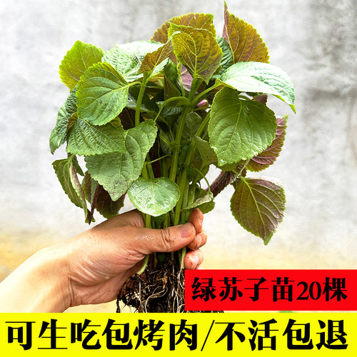 韩国苏子叶苗20棵带土球发包烤肉新鲜食用泡菜绿苏子苗香草盆栽