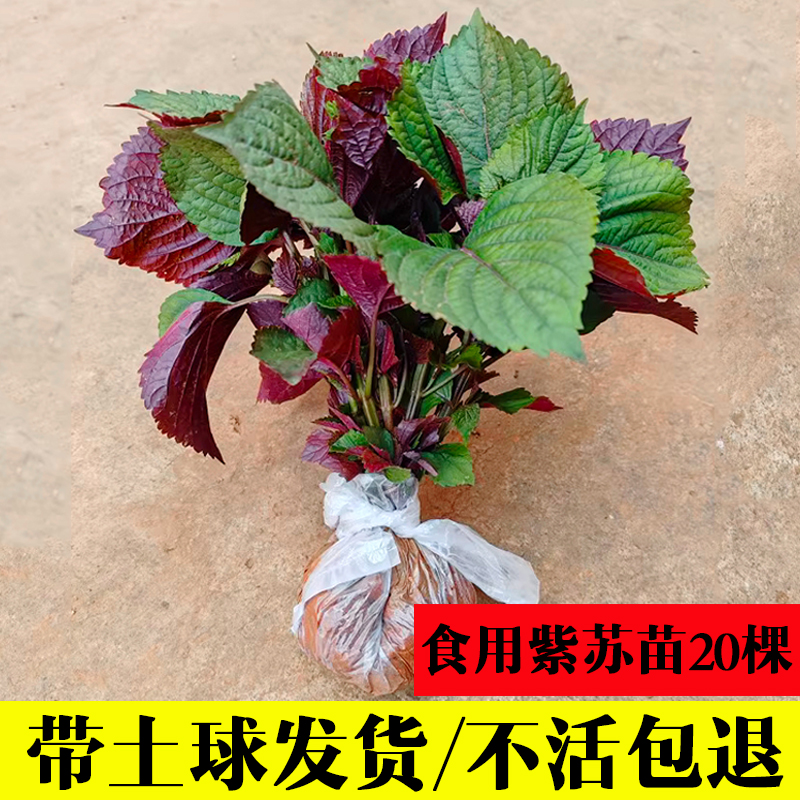 可食用双色紫苏苗20棵 新鲜带根带土发浓香去腥提鲜幼苗盆栽绿植