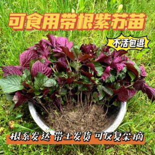 可食用紫苏苗野生现挖盆栽幼苗农家新鲜带根大叶紫苏叶提香去腥