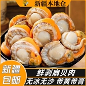 新疆 包邮 扇贝肉带黄鲜活冷冻手工现剥特大号新鲜扇贝肉无冰带膏