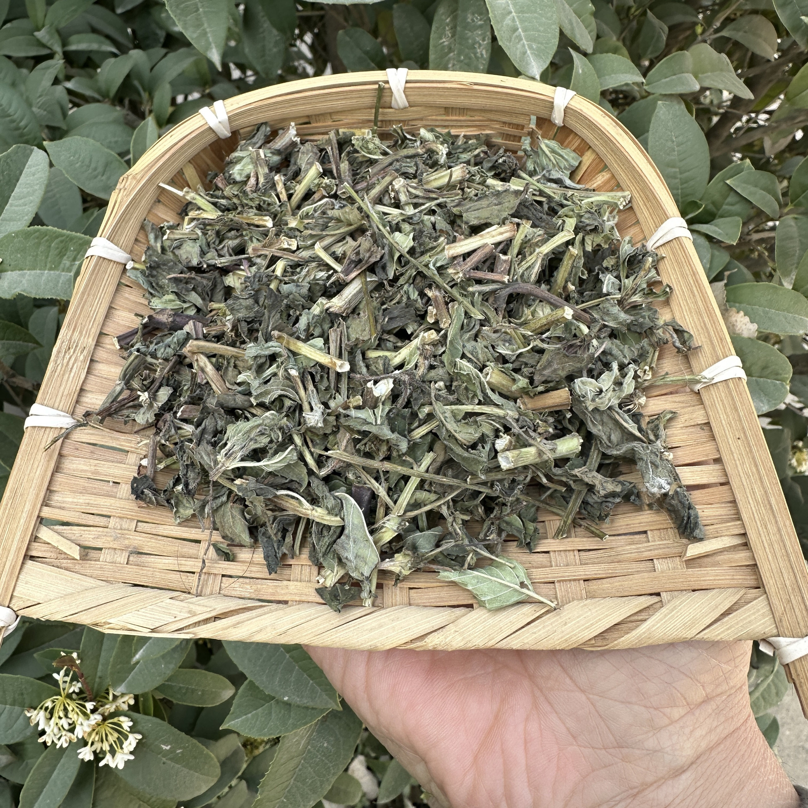 干薄荷叶 带梗 薄荷叶 新货 清爽 清凉100克新鲜晒干薄荷叶粉,传统滋补营养品,其他药食同源食品,淘宝优惠券,粉丝福利购,淘宝优惠卷