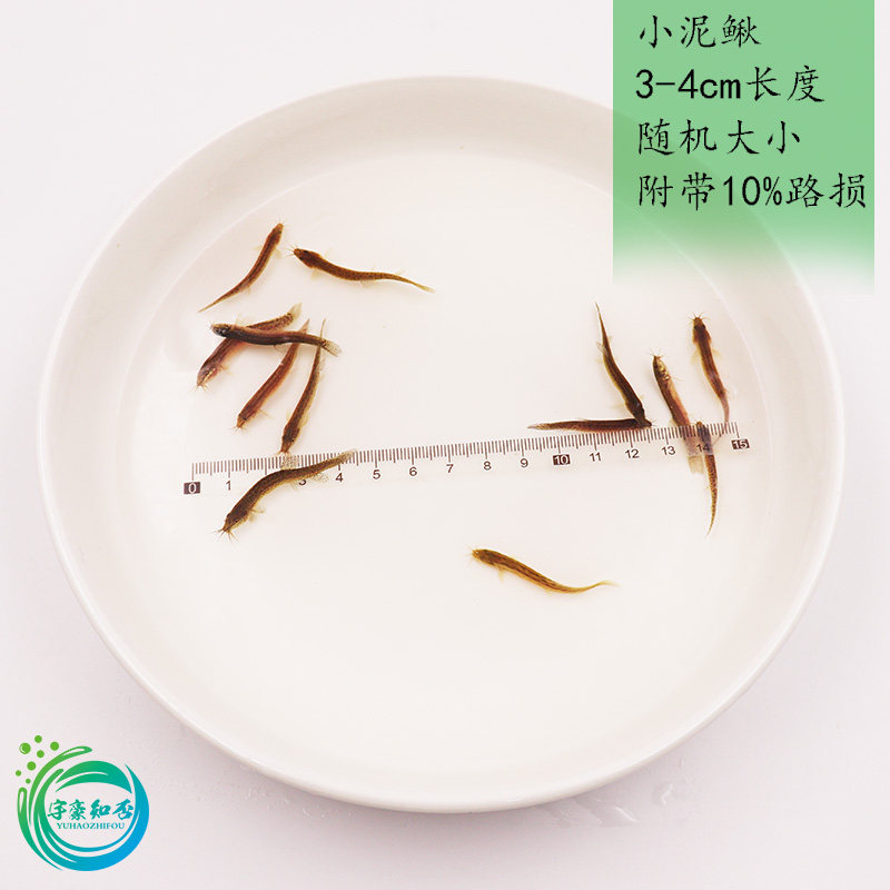 上海泥鳅打窝挂钩喂鱼3-4cm长度