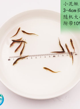 上海泥鳅打窝挂钩喂鱼3-4cm长度