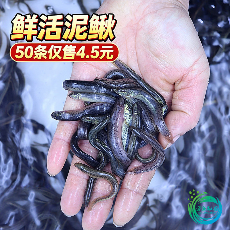 上海发货小泥鳅打窝钓翘嘴图片