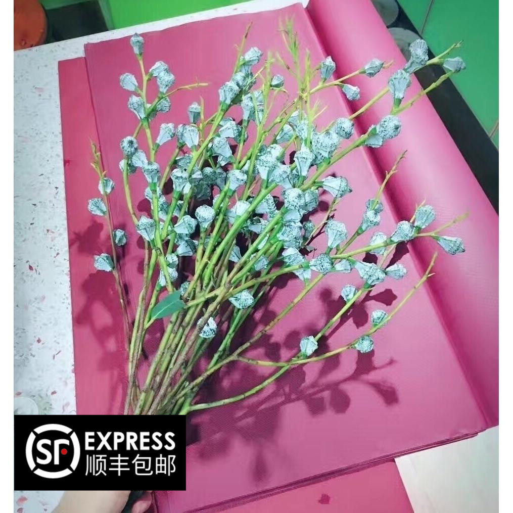 新鲜尤加利果新鲜榕树果干花制作手工diy家用花店卧室装饰