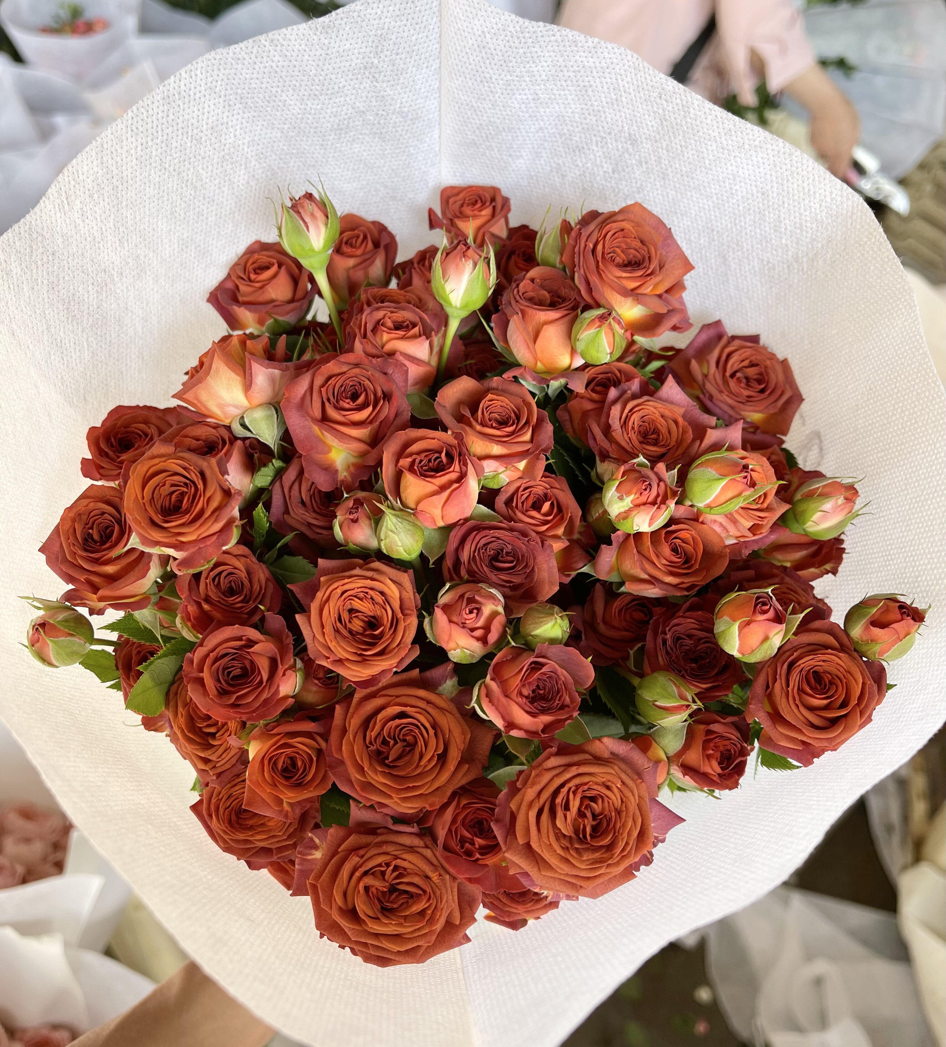 多头玫瑰巧克力泡泡复古玫瑰花云南鲜花家用插花