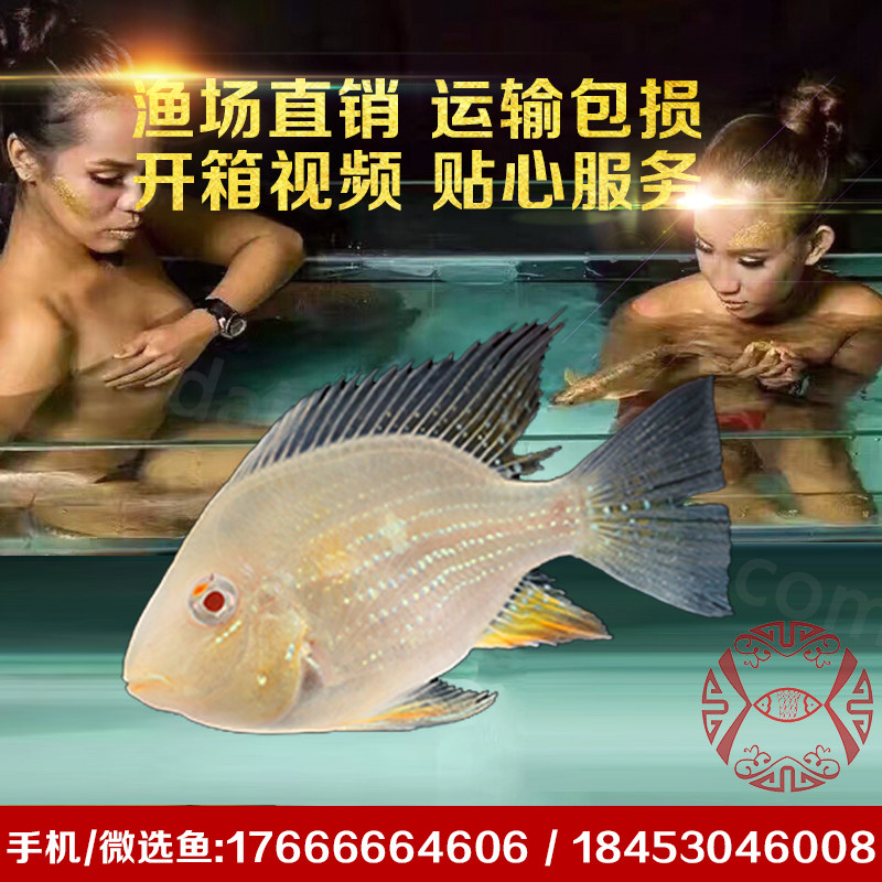美洲食土鲷了蓝宝石红珍珠起头红眼白子关刀小型热带鱼观赏鱼活体