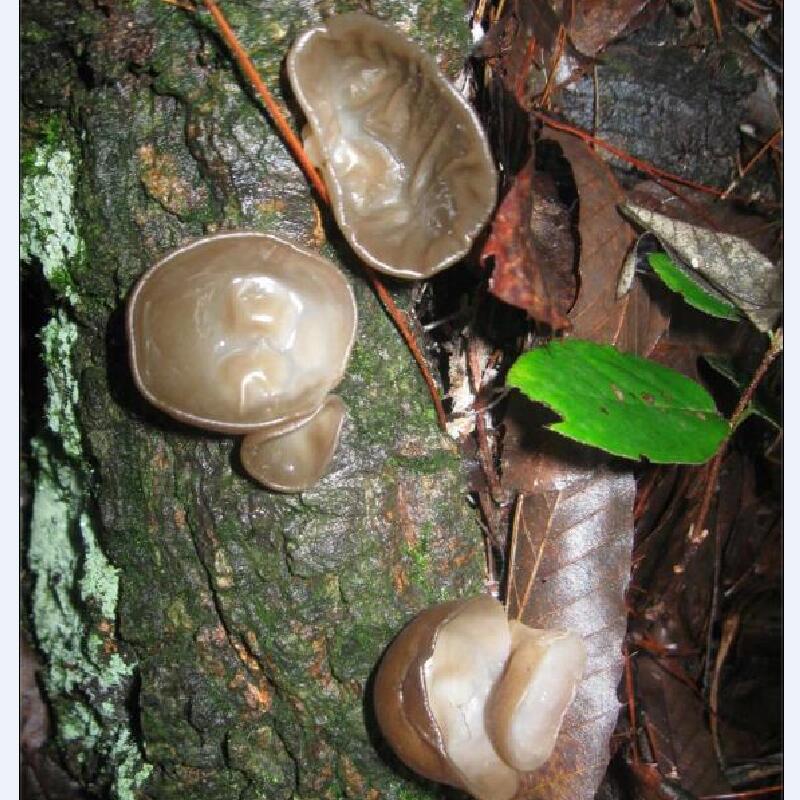 新货四川特产通江椴木野生黑木耳小碗小耳朵木耳干货无硫500g