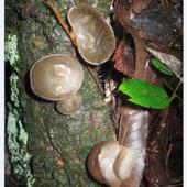 新货四川特产通江椴木野生黑木耳小碗小耳朵木耳干货无硫500g