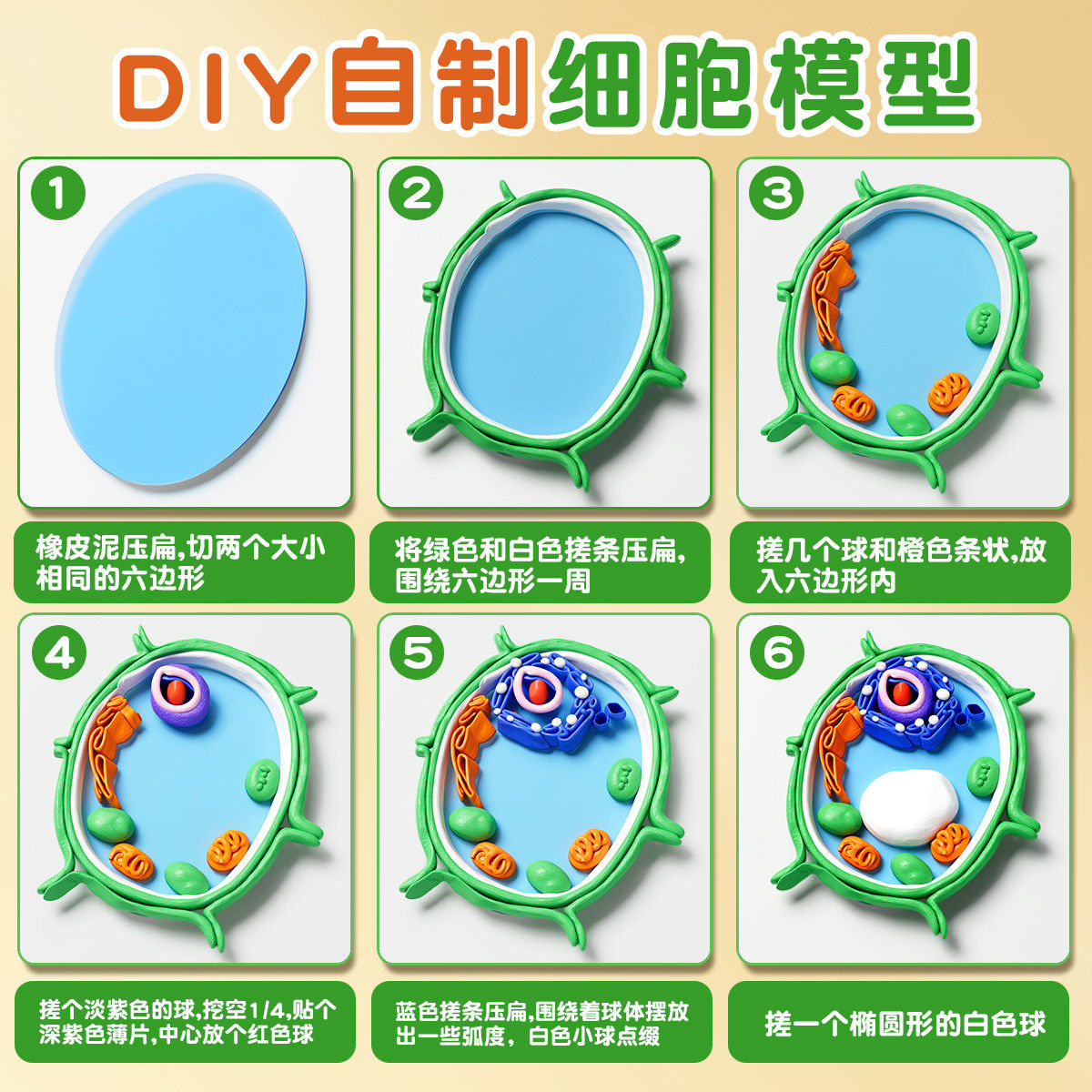 动植物细胞模型手工制作真核材料包国一初一生物作业细菌diy粘土