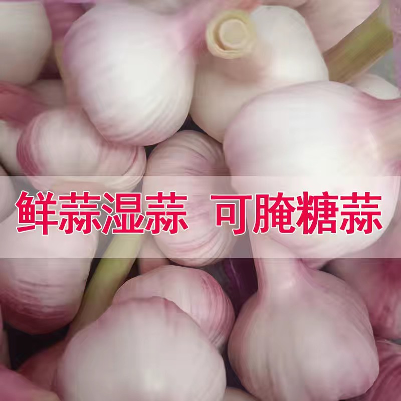 2026年新鲜大蒜头湿蒜山东农大蒜