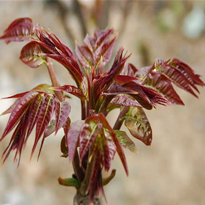 红油香椿树苗香椿芽大红椿树椿天春芽苗四季盆栽地栽南方北方种植