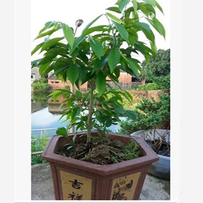 名贵树苗海南沉香树苗黄花梨树苗盆栽地栽庭院金丝楠木小叶紫檀苗图片